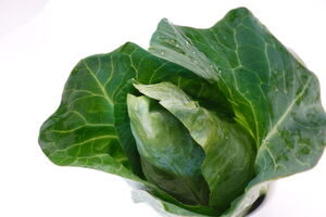 Ein grüner Spitzkohl auf weißem Hintergrund. Der Kohl ist von oben zu sehen, wobei die Spitze des Kohls im Mittelpunkt steht.